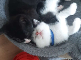 Ragdoll/Blue Russian kittens