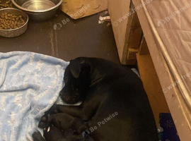 Staffie cross Frenchie
