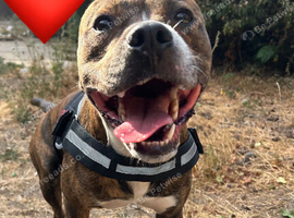 Staffy/boxer  needing experienced home