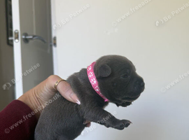 Beautiful Staffordshire Bull Terrier Puppies &ndash; 2 Boys, 2 Girls