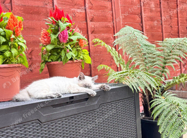 Beautiful Blue Point Ragdoll Kitten for Sale