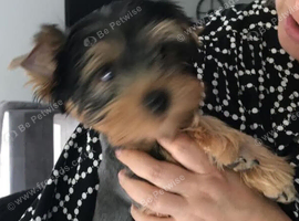 Yorkie Boy puppy
