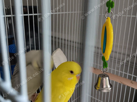 Budgie