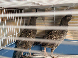 2 Calaforian quail hens