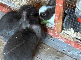 3 baby mixed lops