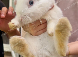 Rabbit