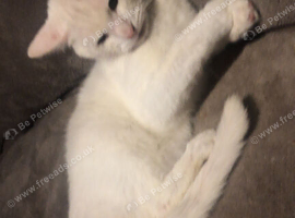11 month old fluffy boy