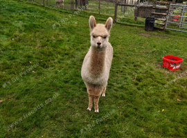 Female alpaca with female baby