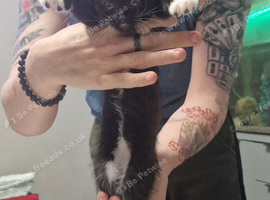 Kittens