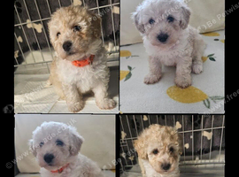 Cavapoo puppies