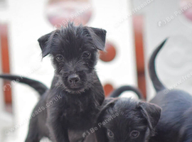 Patterdale terrier puppies