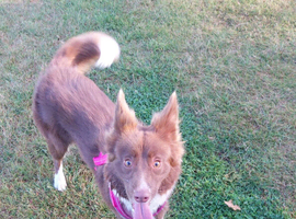 3 Year old Border collie for Sale