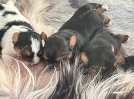 Yorkie pups
