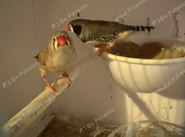 2 pairs of zebra finches