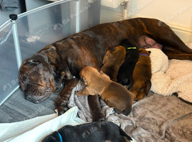Chunky Rottiecorso's