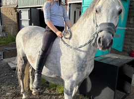 Tank - 12hh Welsh B Gelding