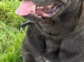 Beautiful 2 half year old boy