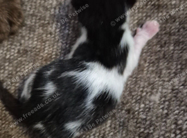 Family raised kitten to a loving home