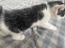 5 kittens for sale