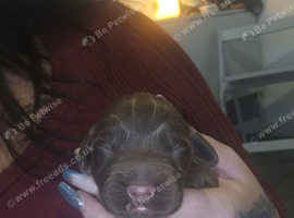 Beautiful cocker puppies