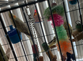 Bonded pair of cockatiels