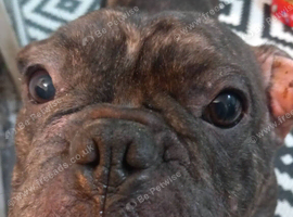 7 year old French bulldog