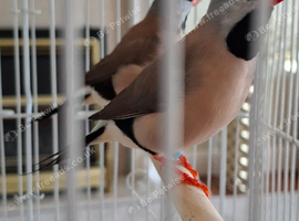 Hecks finch pair