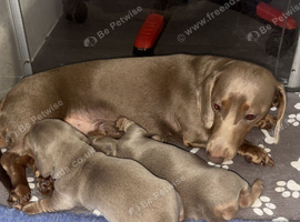 KC registered lilac MINATURE dachshunds
