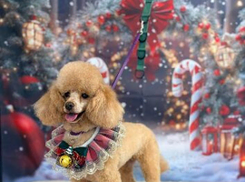 Kc toy poodle bitch