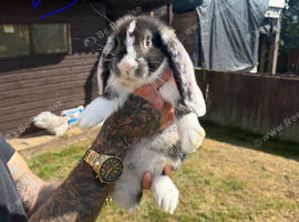 Giant French lops