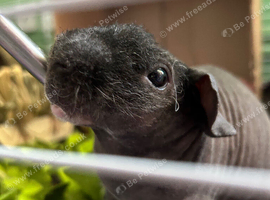 2 Bonded Male Skinny Pigs