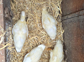 5 week old call ducklings unsexted