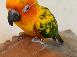 Hand tame sun conure