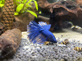 Male blue betta fish