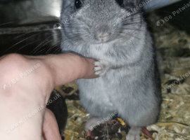 Adorable Chinchilla Kits - Loving Homes Only