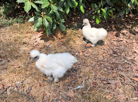 2 white silkies