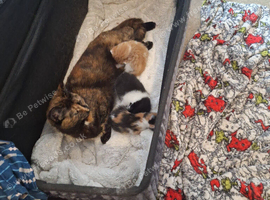 3 beautiful Kittens