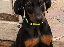 Doberman puppies 1 girl available