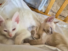 Devon Rex x Cornish Rex cross: 2 males available