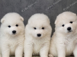 Gorgeous Samoyed babies