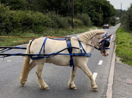 8yo 12.2hh ride and drive pony