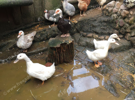 3 X Cherry Valley Ducks Available