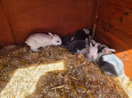 Baby rabbits