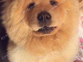 Rehoming my beautiful Bella