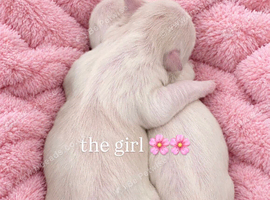 beautiful maltese