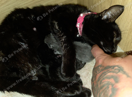 2 Black kittens