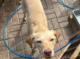 Female Labradors