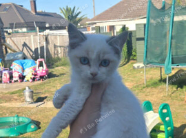 1 stunning ragdoll kittens left