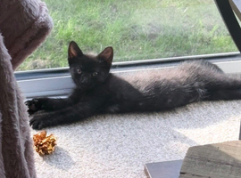 12 week old black female kitten