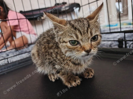 Bengal